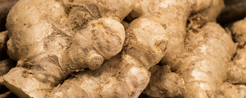 生姜怎么种（生姜怎么种植）