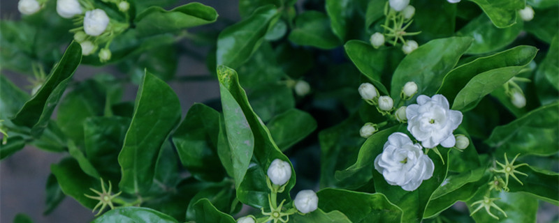 栀子花的寓意（栀子花的寓意和象征风水）