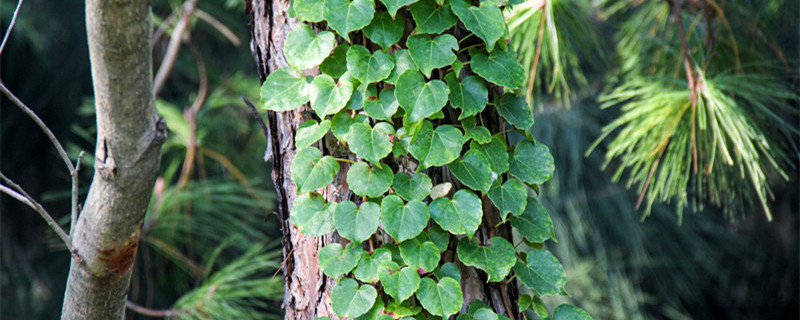 生长快的漂亮爬藤植物（长得快的爬藤植物）