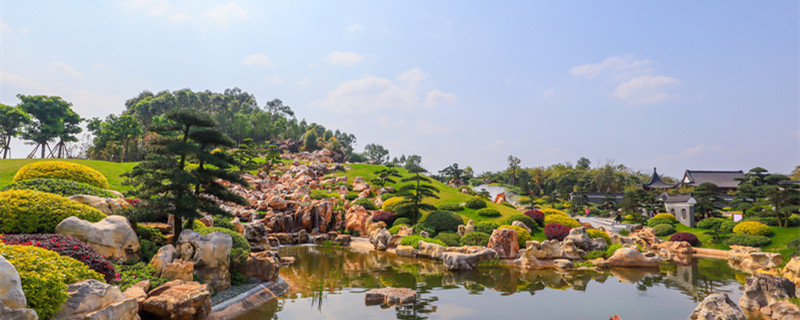 1米5罗汉松如何造型（1.5米高罗汉松初次如何造型）