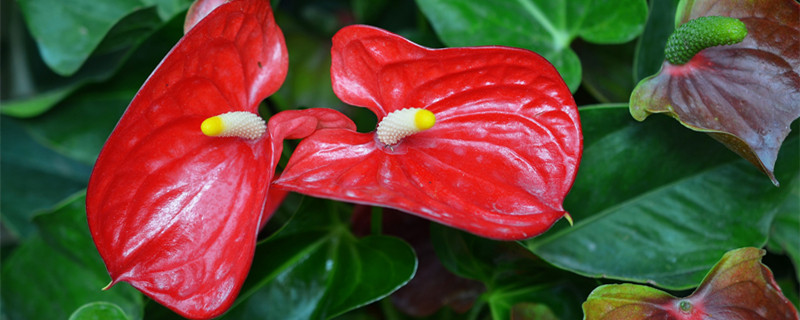 火鹤花怎么养（火鹤花怎么养护）