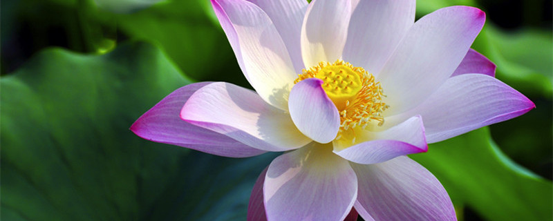 姜荷花怎么养 鲜切姜荷花怎么养