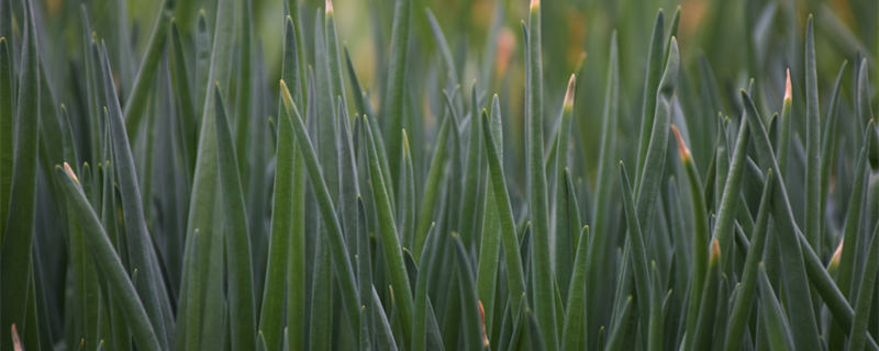 小葱叶子有白点什么病 小葱叶有白点是怎么回事