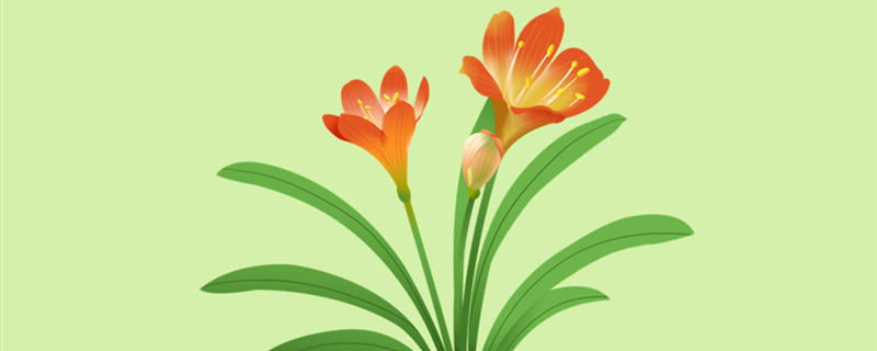 君子兰浇水过多烂根怎么补救 君子兰花怎样浇水才不容易烂根