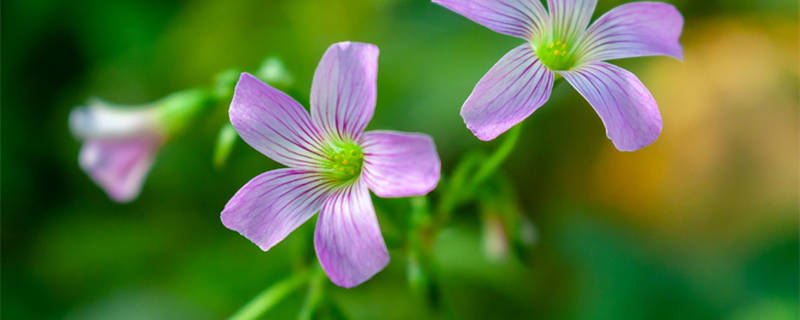 酢浆草夏天枯萎了怎么办（酢浆草叶子枯萎怎么办）
