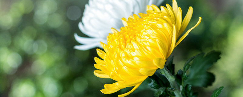 菊花哪个季节开 菊花哪个季节开花