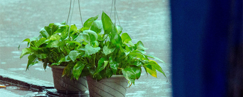 绿萝夏天怎么管理（绿萝夏季怎么管理）