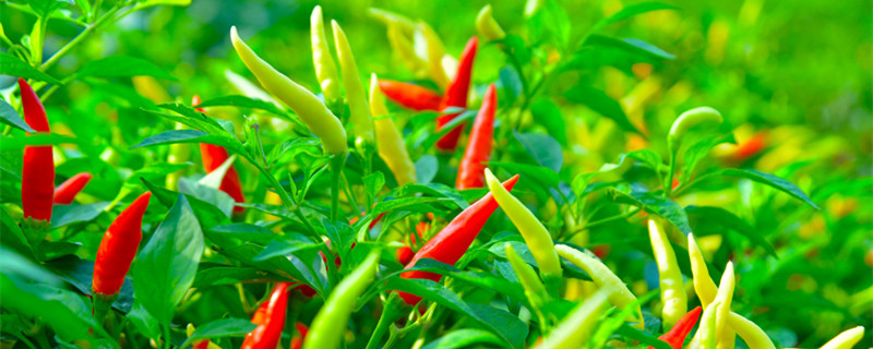辣椒籽可以直接种吗 干辣椒籽怎么做好吃 辣椒籽可以直接种吗
