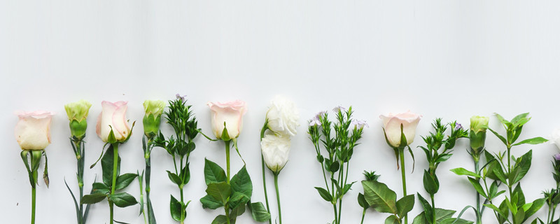 康乃馨花语是什么(22朵康乃馨花语是什么)