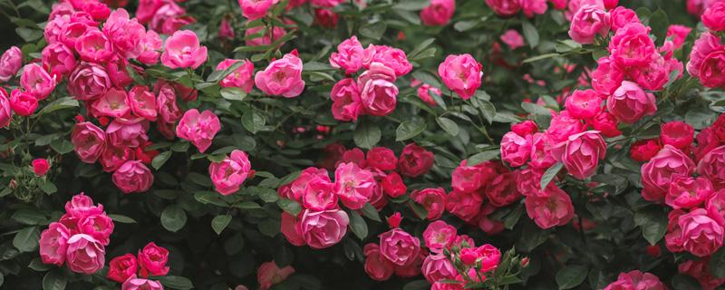 冬季扦插月季的方法（冬季如何扦插月季）