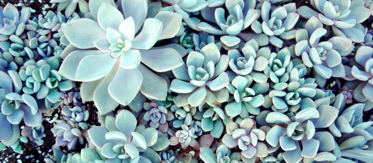 玉树的养殖方法和注意事项 金枝玉叶花的养殖方法和注意事项