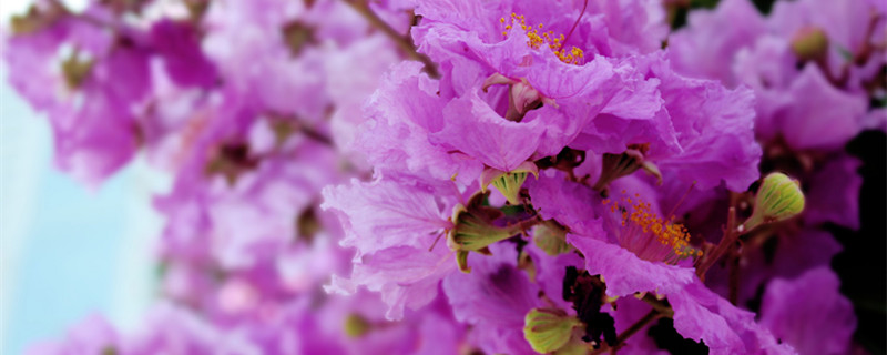 紫薇老枝扦插最简单方法（紫薇枝条怎么扦插）