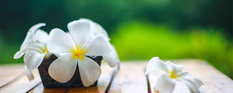 鸡蛋花的养殖方法和注意事项（鸡蛋花养殖常见问题）