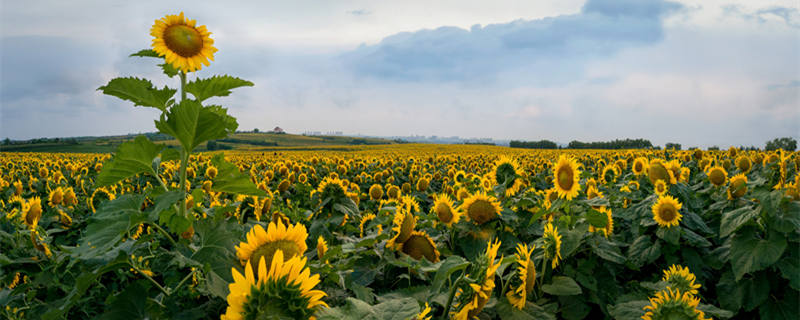 向日葵是多年生还是一年生 向日葵 多年生 一年生