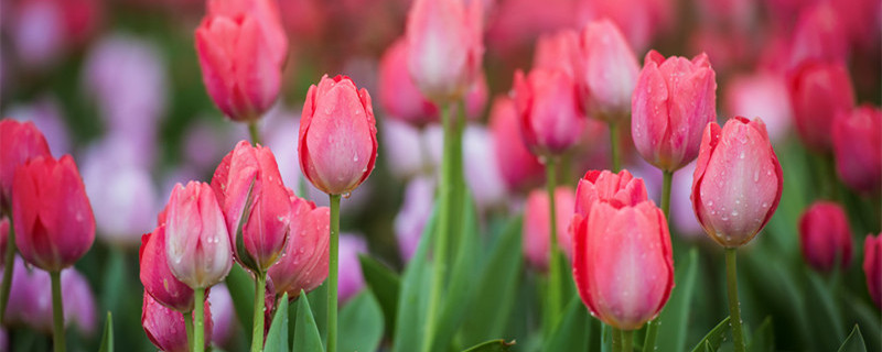 郁金香花语是什么?（男生送郁金香花语是什么）