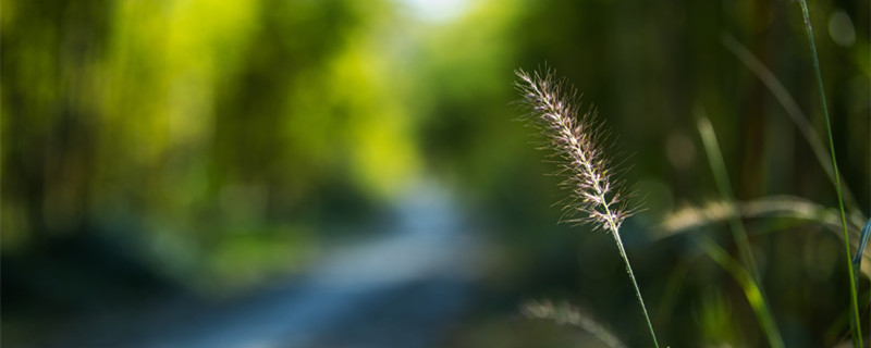 狗尾巴花的花语（狗尾巴花的花语和特点）