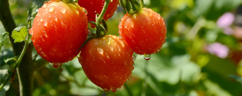 西红柿叶子有黑斑点是什么病（西红柿叶上有黑斑怎么办）