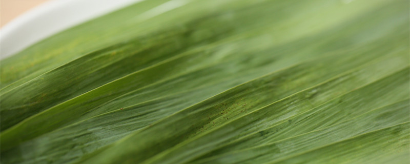 若叶是什么叶子（什么的叶子）