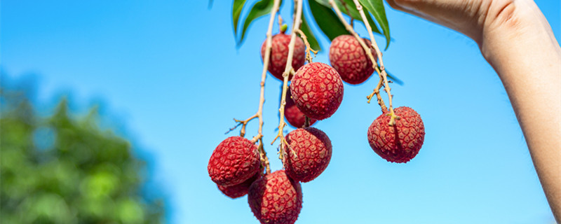 荔枝为什么不能放冰箱 荔枝为什么不可以放冰箱