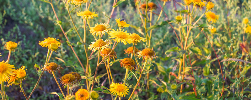 金盏菊种子种植方法和时间(金盏菊种子怎么采收)