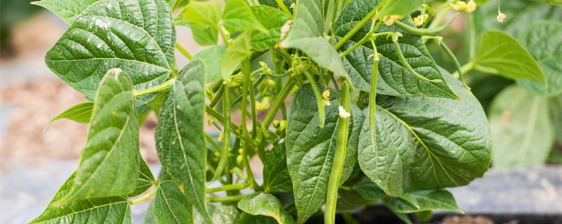 北方秋豆角几月种合适 秋季豆角什么时间种