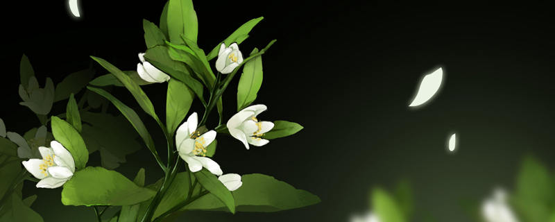 栀子花黄叶掉花苞是什么原因(栀子花发黄掉花苞)