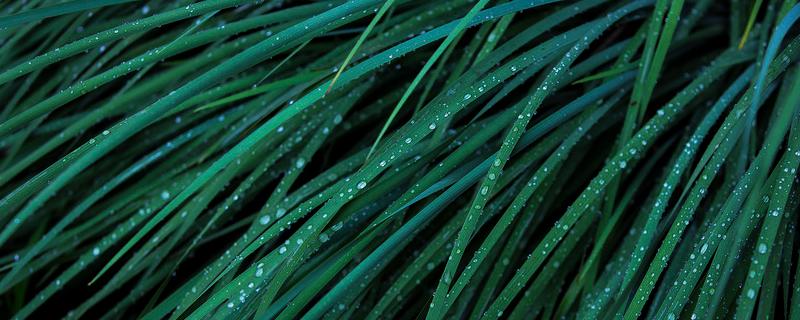 滴水观音开花吗 滴水观音开花吗图片