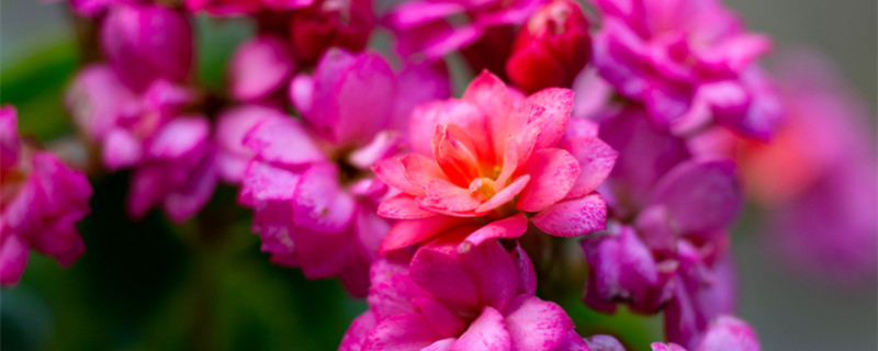 老桩长寿花开败后怎么修剪 长寿花长成老桩需要剪掉吗