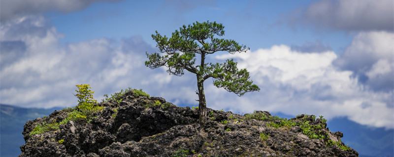 松树移栽成活率技巧 如何移栽松树成活率高