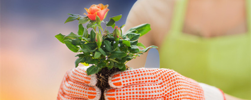 发财树叶子发黄怎么办(发财树叶子发黄)