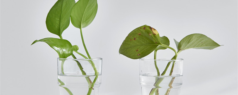 绿萝放在水里怎么养 绿萝在水里面怎么养