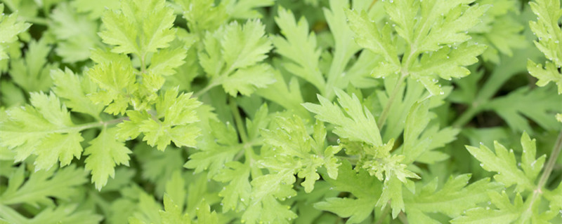 茵陈是艾草吗(茵陈草是艾草吗)