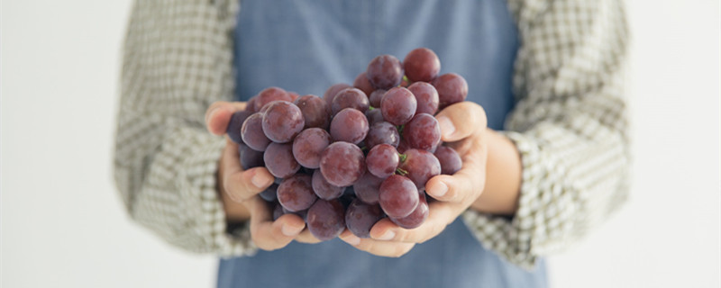 葡萄是扦插还是压条 葡萄硬枝扦插有哪些步骤