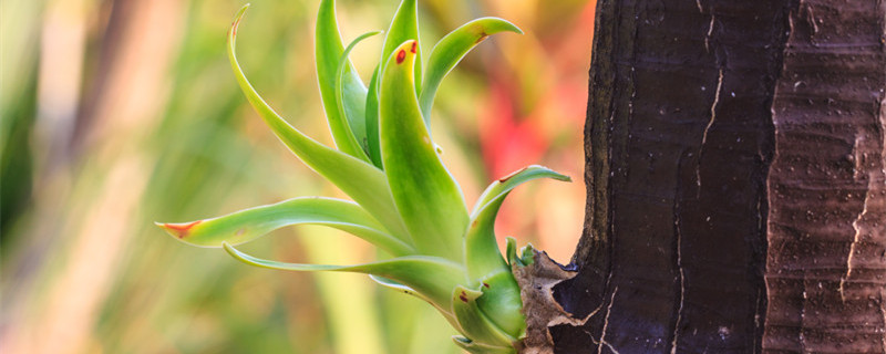龙血树叶子上有黄斑是什么情况（龙血树叶子白斑）