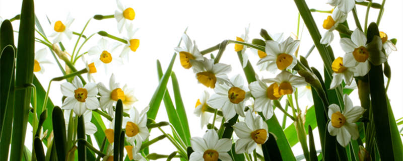 水仙花有毒吗（水仙花有毒吗对人有害吗）