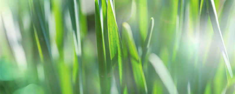 龙须菜是什么菜 海里的龙须菜是什么菜