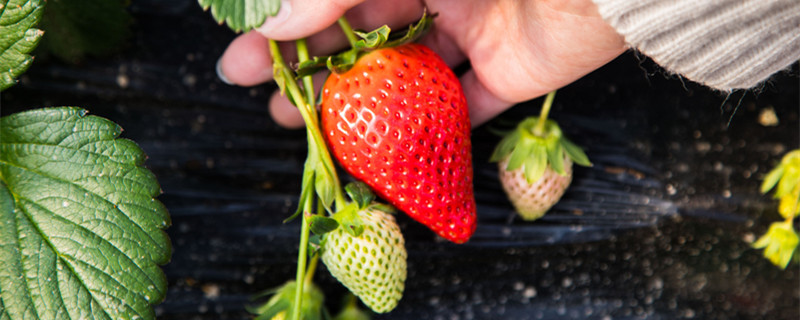 草莓怎么种 草莓怎么种植方法