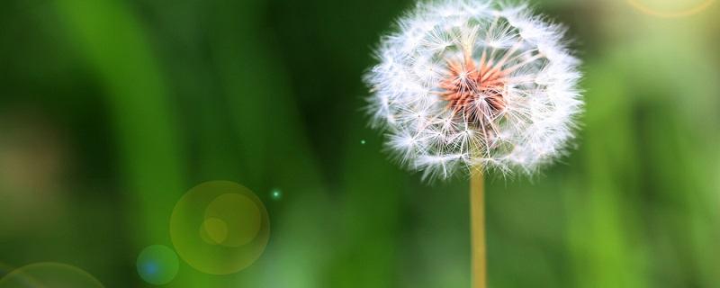 蒲公英的花语与寓意(蓝色蒲公英的花语与寓意)
