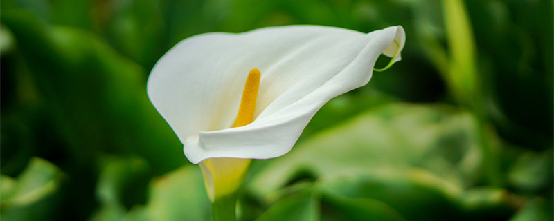 马蹄莲的养殖方法(马蹄莲的养殖方法和注意事项)