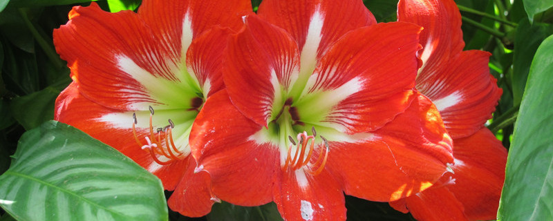 朱顶红的种子繁殖方法 怎样用种子繁殖朱顶红