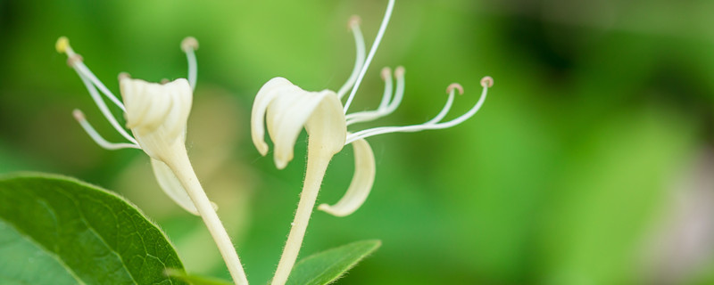 金银花的花朵为了什么变色 金银花的花朵为了什么变色龙会变色