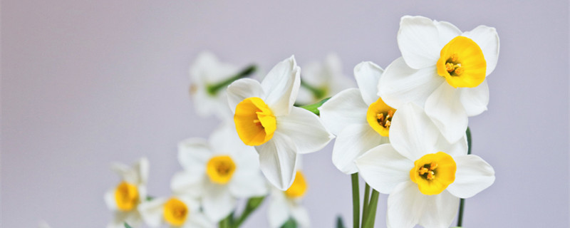 水仙花语 水仙花花语