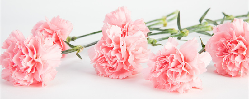 粉色和红色康乃馨代表什么 粉红色的康乃馨代表什么