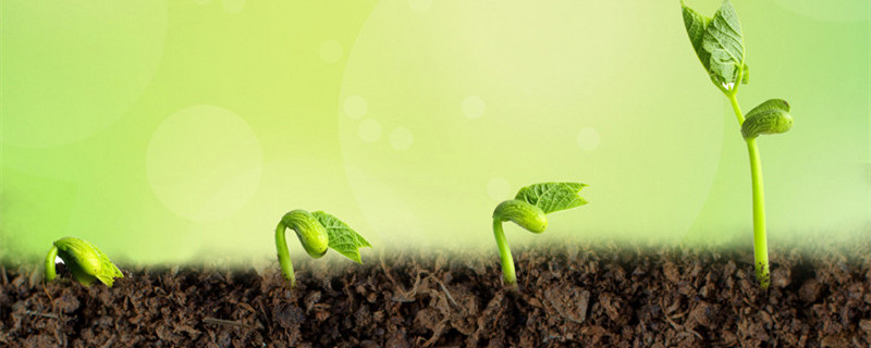 人参苗怎么种植 人参苗怎么种植视频