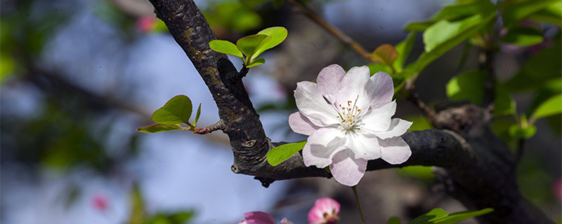 海棠花好养吗（玻璃海棠花好养吗）
