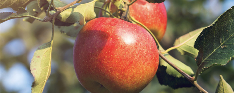 送苹果的寓意（送苹果的寓意句子）