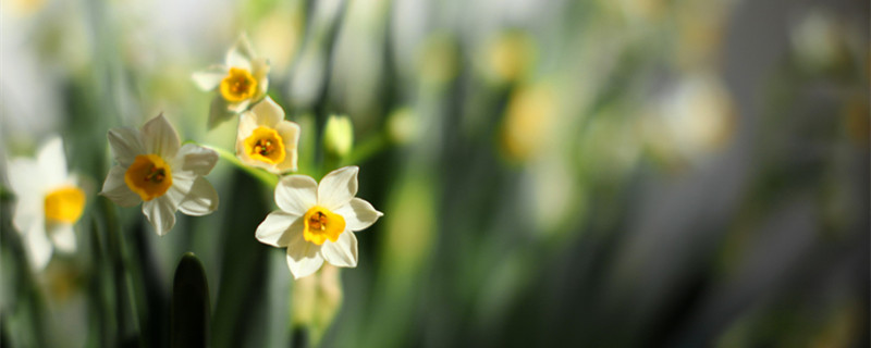 水仙花开花时间（水仙花开花时间几点）