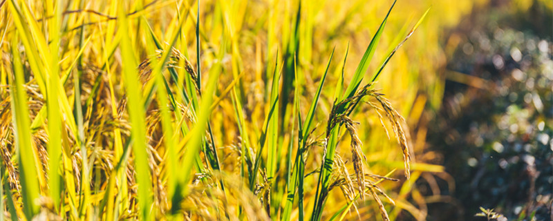 五谷杂粮是哪5种 五谷杂粮是哪5种分别是什么