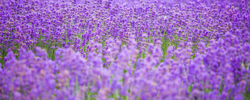薰衣草种子的种植方法及时间（薰衣草种子的种植方法和注意事项）