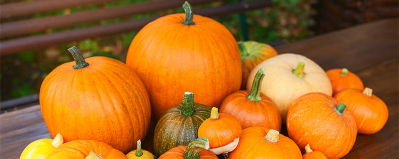 南瓜人工授粉的方法 南瓜人工授粉的方法图片